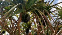 沖縄の この木の実は何という名前ですか 食べれますか 笑 Yahoo 知恵袋