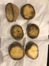 これは本当ですか バラの切り口に蜂蜜を塗ってジャガイモに挿すまでは Yahoo 知恵袋