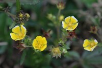 1年草の草花は冬になったら枯れると思うのですが 枯れたら根から抜いて捨てるの Yahoo 知恵袋