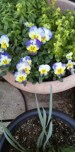 この花の名前は何ですか ビオラ パンジーの種類だと思います Yahoo 知恵袋