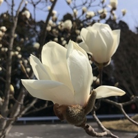 白木蓮 コブシどちらでしょう 下のお帽子がないので白木蓮のよう Yahoo 知恵袋