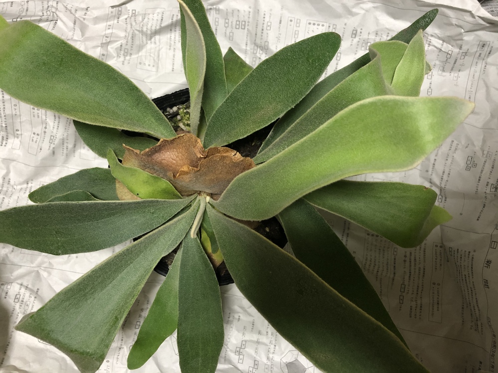 ビカクシダの上下についてお聞きしたいです 最近ポットに植えてあるビカクシ Yahoo 知恵袋