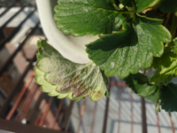 イチゴの栽培についてです 葉の表面や裏に白い粉のようなものが出来 う Yahoo 知恵袋