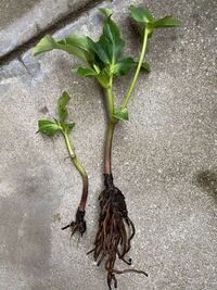 根腐れしてしまった植物は もう復活させることはできないのでしょうか Yahoo 知恵袋
