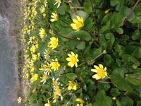春の河川敷に咲く黄色い花です 名前を知りたいです ご存知の方教えて下 Yahoo 知恵袋