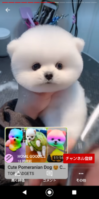 この犬は何て犬種ですか めっちゃ可愛いですねこの犬種はポメラニ Yahoo 知恵袋