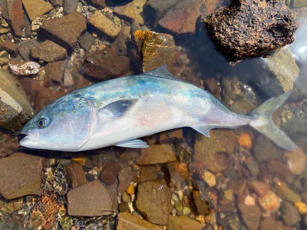 奇形の魚とかが釣れたらu2026 - ＿綺麗な海でも、偶に釣れる奇形魚。自分も 