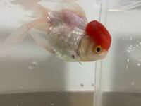 金魚の病気について質問です 丹頂を購入して1日でこのような状態になってし Yahoo 知恵袋