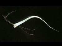 この深海魚のヒゲみたいなものはどういう役割があるのですか 魚の名前はわかりま Yahoo 知恵袋