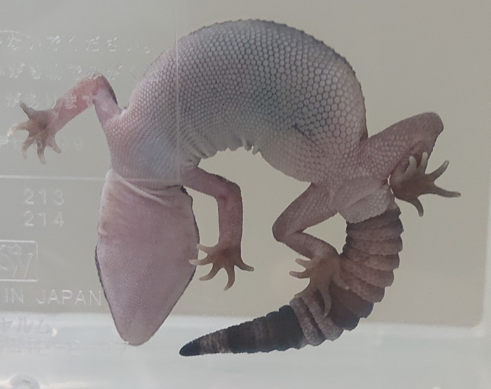 爬虫類 両生類 すべての質問 Yahoo 知恵袋