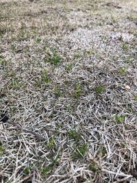 3月14日に芝張りをしました 朝と夕方水やりをして今に至ります Yahoo 知恵袋