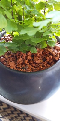 観葉植物初心者です アジアンタム ハオルチア アーモンドネックレスについて Yahoo 知恵袋