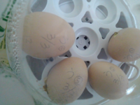 烏骨鶏の雛が卵から産まれそうで殻からくちばしが出ています 休んでは動 Yahoo 知恵袋