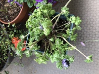 アネモネ 凛々花 一輪とても立派な花をつけていた鉢植えを購入してすぐ Yahoo 知恵袋