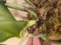 胡蝶蘭についてです 頂いた胡蝶蘭の葉の様子がおかしく 根を見てみると Yahoo 知恵袋