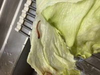 キャベツから赤い虫がでました なんて名前の虫ですか スー Yahoo 知恵袋