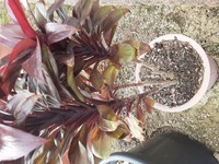 数年前にコメリホームセンターで卓上植物を購入し育てていたのですが この植物の品 Yahoo 知恵袋
