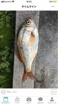 この魚はなんですか ウミタナゴの仲間のウミタナゴかマタナゴです Yahoo 知恵袋