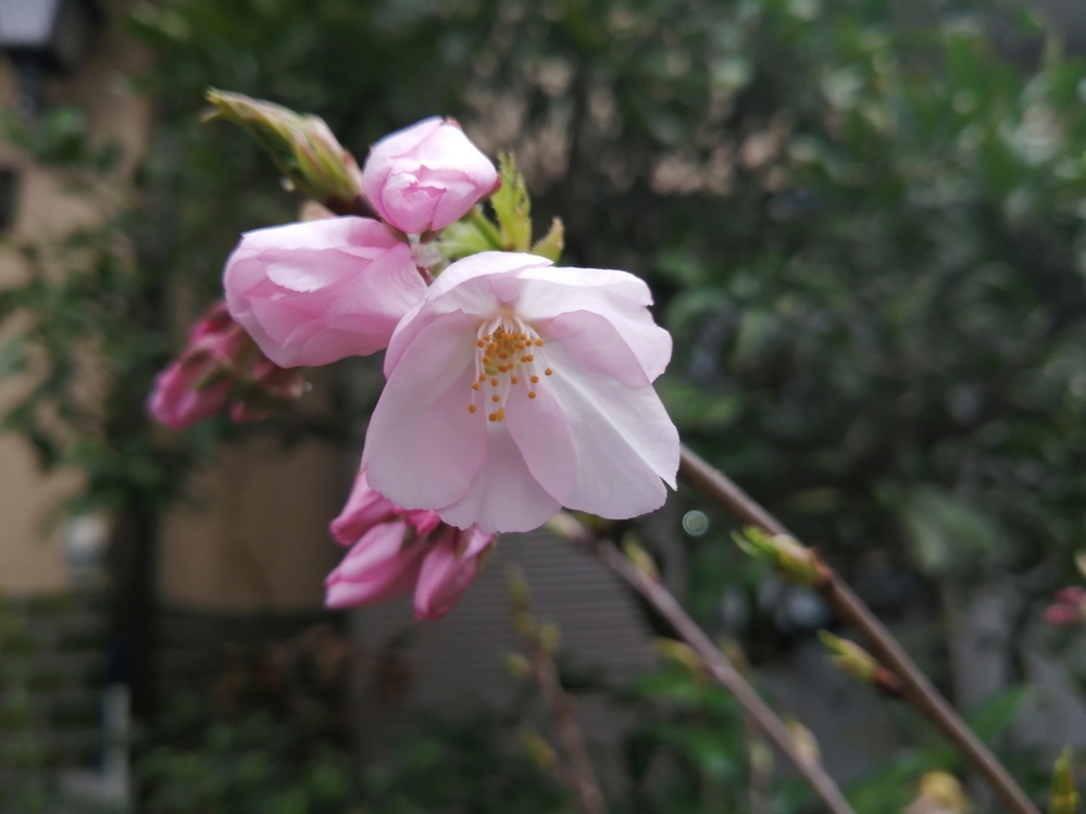 植物 解決済みの質問 Yahoo 知恵袋