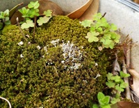 苔に詳しい方教えて下さい 庭の盆栽の苔に白い物が生えているのですがこれは何です Yahoo 知恵袋
