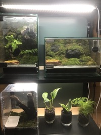 アマガエルを飼ってます テラリウムだと植物の栄養になるので掃除が要らないと書 Yahoo 知恵袋