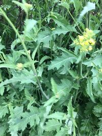 菜の花の蕾を取りに河原に行ったのですが 普通の菜の花と このような菜の花の2種 Yahoo 知恵袋