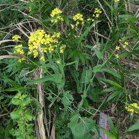 昨年１１月中旬に北九州市の海岸近くで見た菜の花です 菜の花と言えば春の花ですね Yahoo 知恵袋