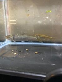 めだか飼育にむいて メダカの越冬にメダカの隠れ家をいれようとおもっています Yahoo 知恵袋