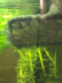 熱帯魚用水槽です この気持ち悪い藻は何でしょうか どう処理すれ Yahoo 知恵袋
