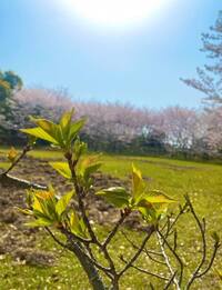 この植物はなんでしょうか 友人が撮った写真です 背景は満開の桜 さ Yahoo 知恵袋