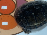 亀の甲羅に白いモヤモヤ ってしたものがついてます これは病気でしょうか 調 Yahoo 知恵袋