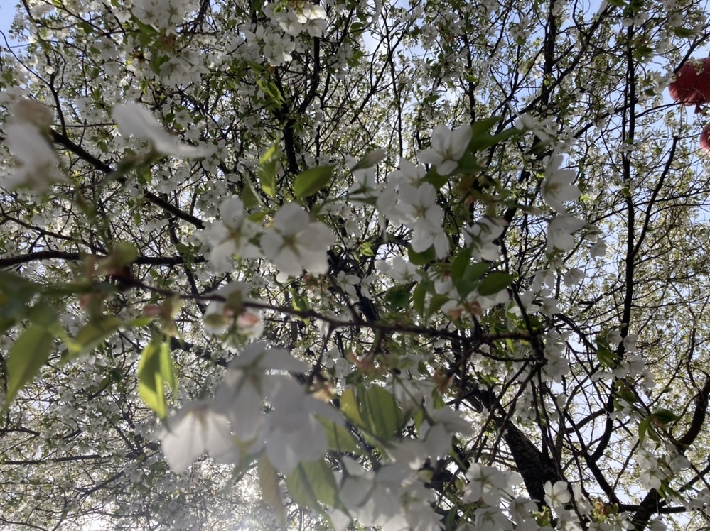 桜の種類について 1本だけ白い桜が咲いていました ソメイヨシノは満開 Yahoo 知恵袋