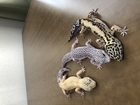 質問失礼します レオパの交配について教えてください オスジャング Yahoo 知恵袋