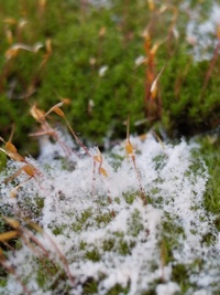 朝 うちの苔がいつもと様子がちがってました 白い雪のようなものが表面にふわふわ Yahoo 知恵袋