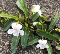 すみれの花を英語でなんて言いますか また 読み方を教えていただきたいで Yahoo 知恵袋