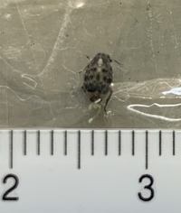 この虫の名前分かる人はいますでしょうか 家で見つけて痒いそうです 体長4mmで Yahoo 知恵袋