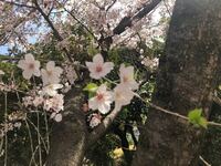 桜の葉の塩漬けを作りたいのですが 品種が大島桜や八重桜など限られるようです Yahoo 知恵袋