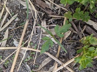 このトマトの葉のような草はなんという雑草ですか カナムグラ Yahoo 知恵袋