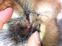 犬がネギを食べちゃったんです どうなるんでしたっけ また対処法などご存知 Yahoo 知恵袋