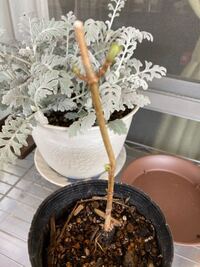 小枝のようなアナベルの挿し木から今頃芽が出てきたのですがどうしたらいいでしょう Yahoo 知恵袋