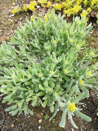 これは雑草でしょうか 結構キレイな色の葉っぱで黄色い花が咲いています ハ Yahoo 知恵袋