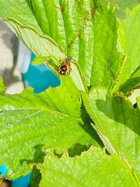こいつイチゴの葉っぱ食い荒らすんですけど ミツバチですかね ミツバチ Yahoo 知恵袋