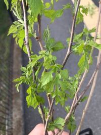 桑の木の管理は大変でしょうか 最近新しい家に引っ越しまして Yahoo 知恵袋