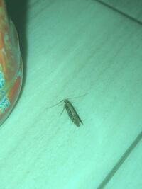 家の中に何か変な虫がいました この虫の正体はなんでしょうか Yahoo 知恵袋