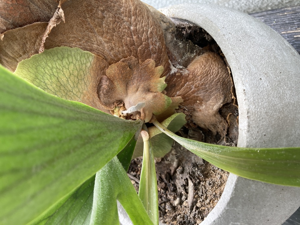 コウモリランの貯水葉が茶色く枯れてきました 表の方に出てきた緑の貯水 Yahoo 知恵袋