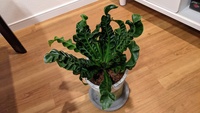 この観葉植物はアスプレニウムでしょうか？ また、品種としてはコブラかアカキ？がちかいと思うのですがおわかりになる方教えていただきたいです。