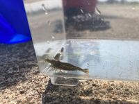 ガサガサで採れました 見づらい写真で申し訳ないです 淡水エビの見分け方が Yahoo 知恵袋