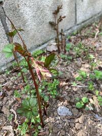 この植物の成長はどんなでしょう 今草取りをしていますが 雑草で Yahoo 知恵袋