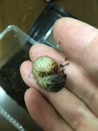 この幼虫が植木鉢の中から10匹くらい出てきたのですが何の幼虫か調べても似た顔ば Yahoo 知恵袋