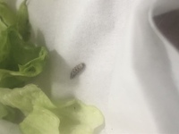 デュランタの花ですが葉っぱなどは大変元気なのですが毎年 花が咲きません Yahoo 知恵袋